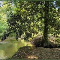 104 Acres with a Cabin in Jefferson Davis County at 319 Polk-Atwood Road in Mount Olive  MS images 3