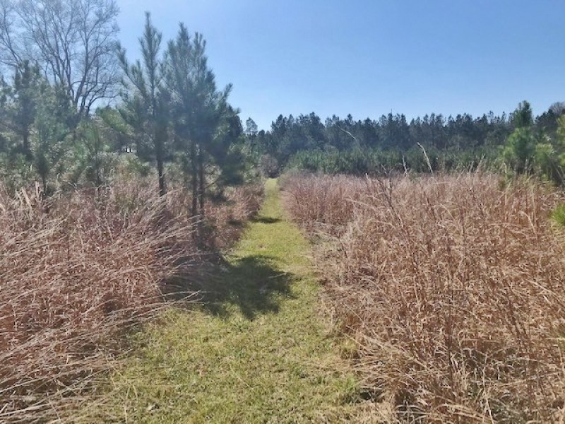 8.5 acres with Creek Frontage in Amite County featured image