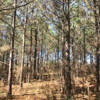 8.5 acres with Creek Frontage in Amite County images 3