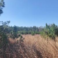 8.5 acres with Creek Frontage in Amite County images 4