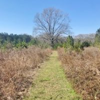 8.5 acres with Creek Frontage in Amite County images 5