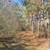 8.5 acres with Creek Frontage in Amite County images 6