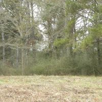 24-009w-hall-hunting-and-timber-tract images 2