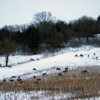 Full Package Turkey and Whitetail Hunts w/ NO Antler or Trophy Size Restrictions!