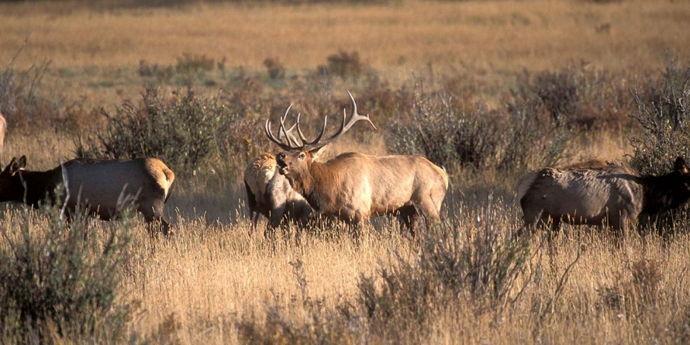 Fish Creek Lodge featured image