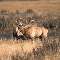 Fish Creek Lodge