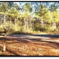 14 Acres in Washington Parish at 28437 Mt. Pisgah Road in Mount Hermon  LA images 6