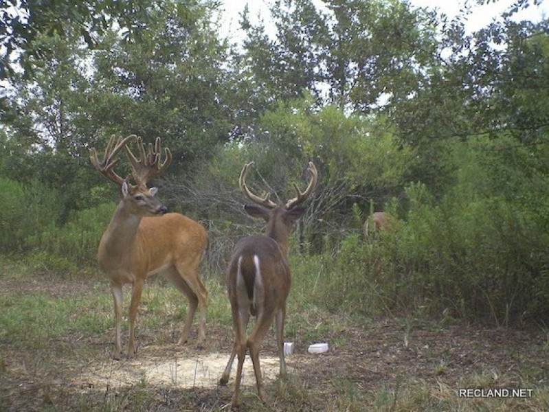 437 ac - Deer Hunting WRP with Camp Location featured image