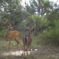 437 ac - Deer Hunting WRP with Camp Location
