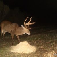 437 ac - Deer Hunting WRP with Camp Location images 2
