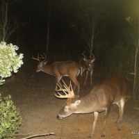 437 ac - Deer Hunting WRP with Camp Location images 4