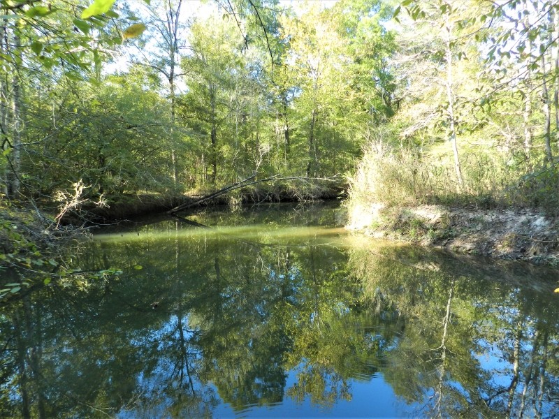 Panther Branch Preserve featured image