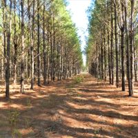 Panther Branch Preserve images 2
