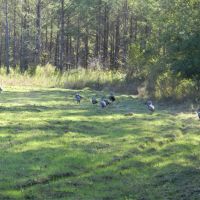 Panther Branch Preserve images 6