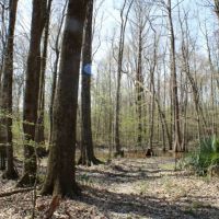 76 Acres in Madison County in Carthage  MS images 3