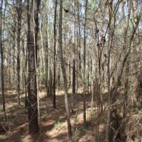 76 Acres in Madison County in Carthage  MS images 5