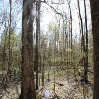 76 Acres in Madison County in Carthage  MS images 6