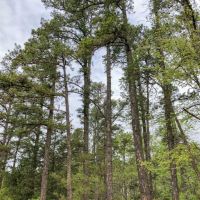 93 Acres &nbsp; CR 2864 &nbsp; Tract 1017 images 2