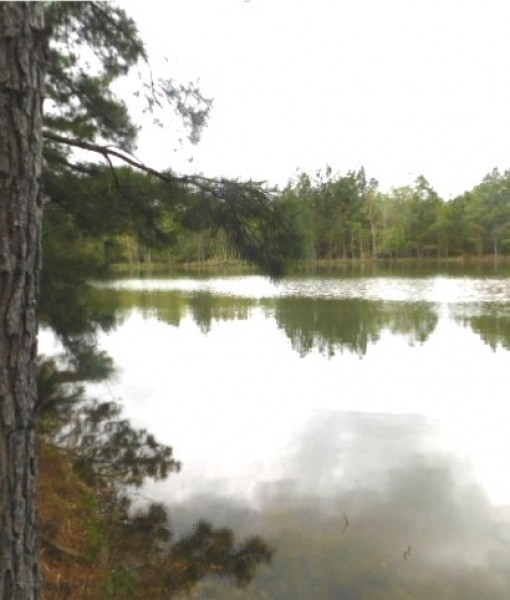 95 Acres in Hinds County in Midway  MS featured image