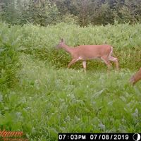 Land For Sale in the Town of Farmington Washington County images 4