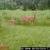 Land For Sale in the Town of Farmington Washington County images 5