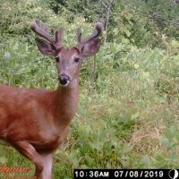 Land For Sale in the Town of Farmington Washington County images 6