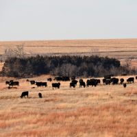 Productive Farm &nbsp; Ranch For Sale by Auction in Gosper County  NE images 3