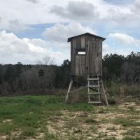 250 Acres Wilkinson County  MS  Turn Key hunting Property images 2