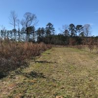 250 Acres Wilkinson County  MS  Turn Key hunting Property images 4