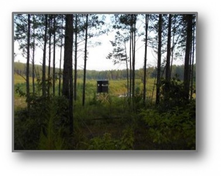 336 Acres in Lafayette County in Oxford  MS featured image