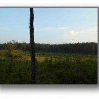 336 Acres in Lafayette County in Oxford  MS images 5