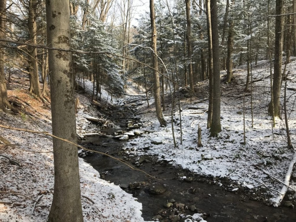 81 acres Timberland in Westdale NY 00 Westdale Road featured image