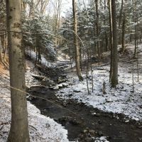81 acres Timberland in Westdale NY 00 Westdale Road