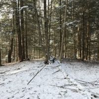 81 acres Timberland in Westdale NY 00 Westdale Road images 3