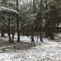 81 acres Timberland in Westdale NY 00 Westdale Road images 5