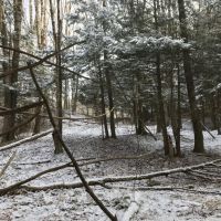 81 acres Timberland in Westdale NY 00 Westdale Road images 4