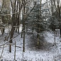 81 acres Timberland in Westdale NY 00 Westdale Road images 6