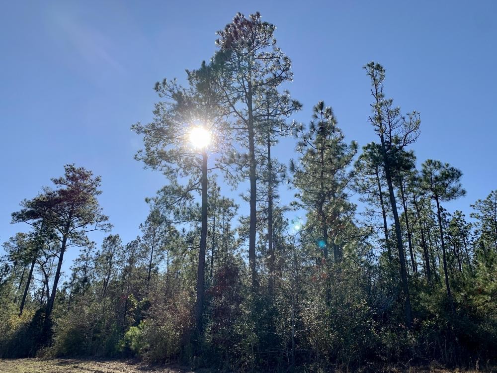 The Whitehouse Fork Road Hunting &nbsp; Timber Tract featured image
