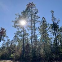 The Whitehouse Fork Road Hunting &nbsp; Timber Tract