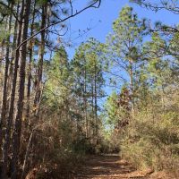 The Whitehouse Fork Road Hunting &nbsp; Timber Tract images 2