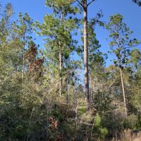The Whitehouse Fork Road Hunting &nbsp; Timber Tract images 3