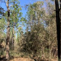 The Whitehouse Fork Road Hunting &nbsp; Timber Tract images 4