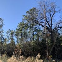 The Whitehouse Fork Road Hunting &nbsp; Timber Tract images 6