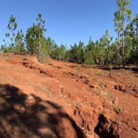 The Whitehouse Fork Road Hunting &nbsp; Timber Tract images 5