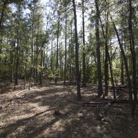 27.97 Acres of Hunting or Recreational Land images 3