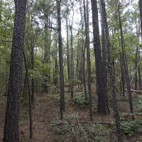27.97 Acres of Hunting or Recreational Land images 6