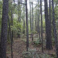 27.97 Acres of Hunting or Recreational Land images 4
