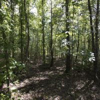 27.97 Acres of Hunting or Recreational Land images 5