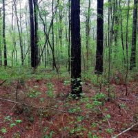 Beautiful Home site or Hunting Land images 6