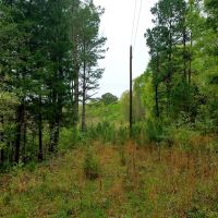 Beautiful Home site or Hunting Land images 2